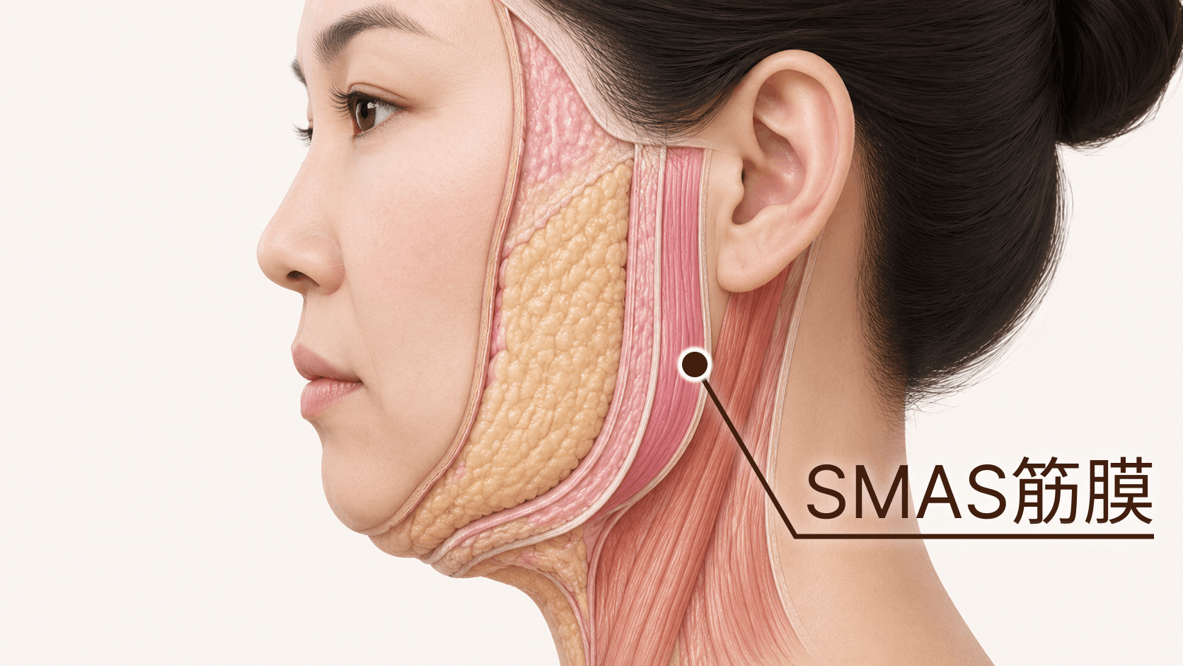 SMAS筋膜の図
